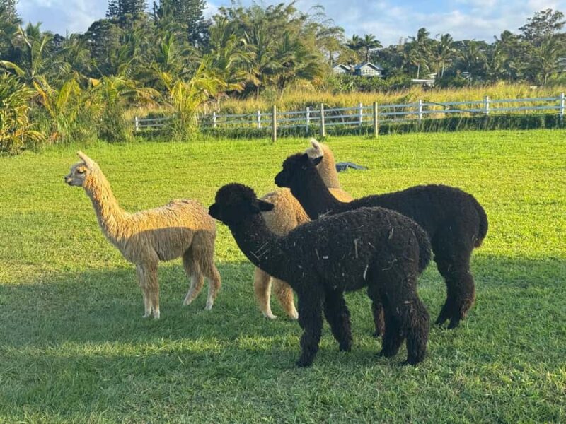 Alpaca Tour on the Road to Hana - Concluding the Maui Alpaca Experience