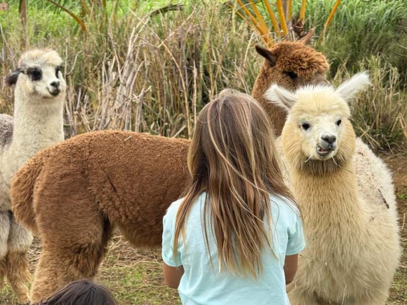 Alpaca Tour on the Road to Hana - Frequently Asked Questions
