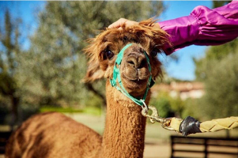 Alpaca Trek in Valdichiana Senese - Walking with Alpacas: What to Expect on the Trail