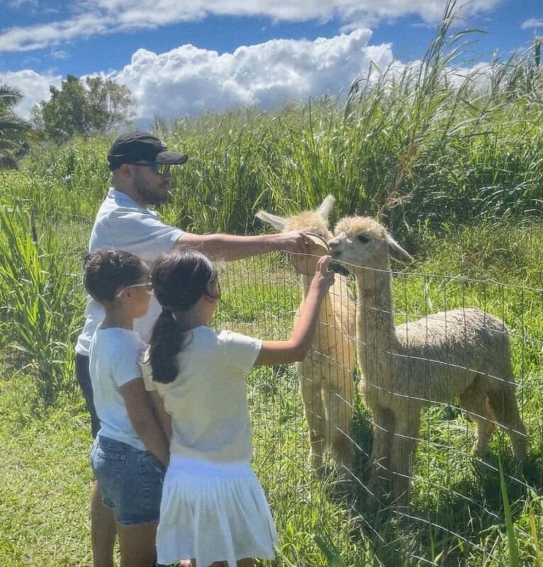 Alpacas Farm Tour on the Road to Hana - Meet Maui’s Friendly Alpacas at La Posta Alpaca Farm