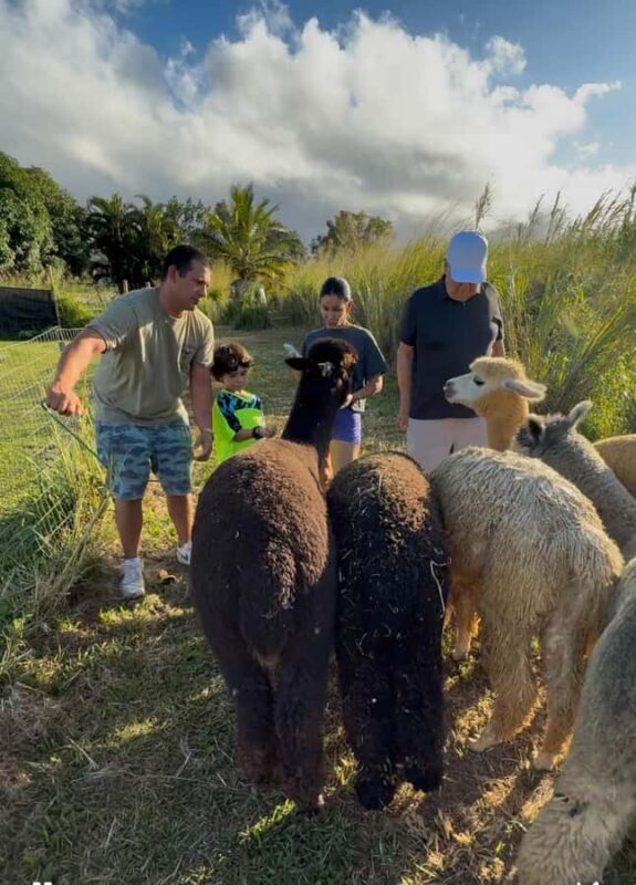Alpacas Farm Tour on the Road to Hana - How the Alpaca Farm Tour Unfolds on Maui’s Scenic Route