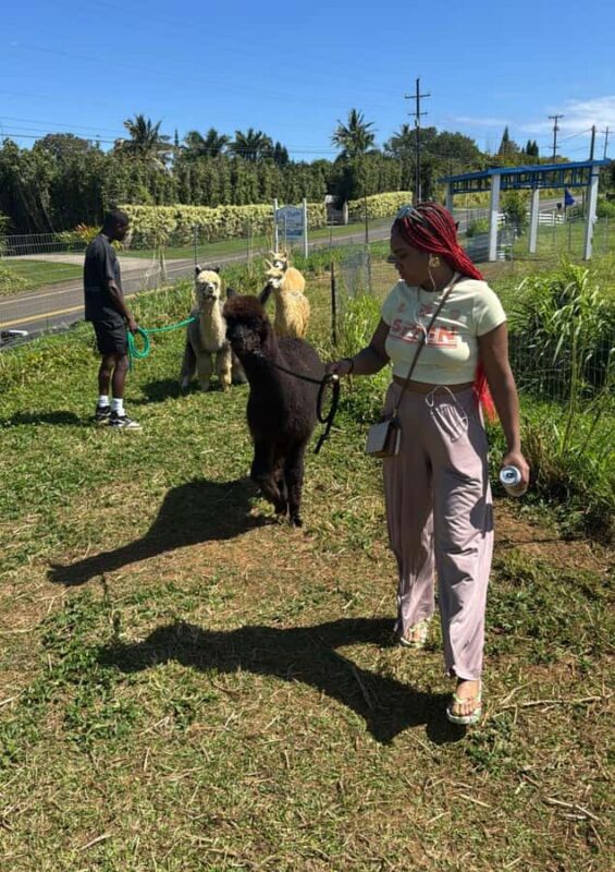 Alpacas Farm Tour on the Road to Hana - The Experience’s Strengths in a Nutshell