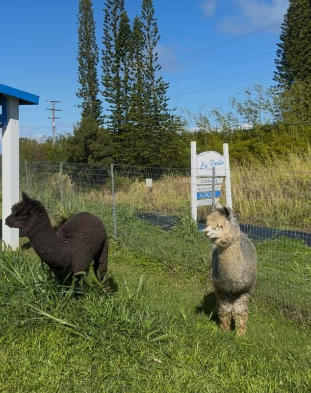 Alpacas Farm Tour on the Road to Hana - Frequently Asked Questions