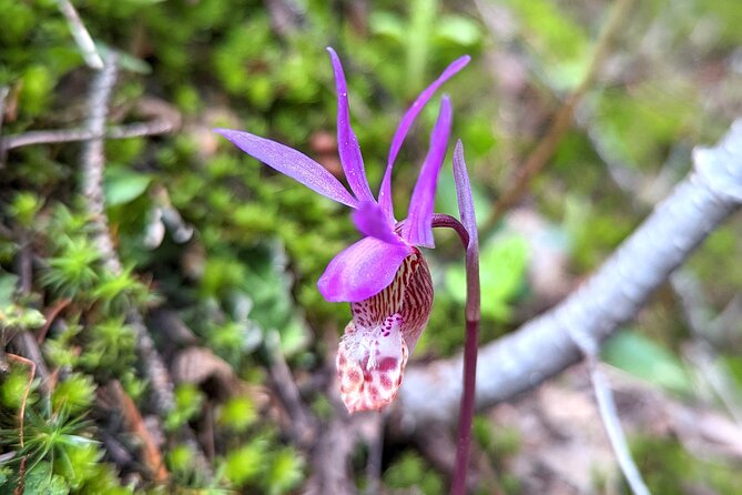 Alpine Lake Float and Guided Hike in the Bitterroot Mountains - Snacks and Refreshments to Keep You Energized