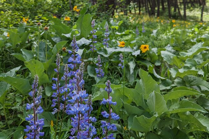 Alpine Lake Float and Guided Hike in the Bitterroot Mountains - Education and Nature Talks During the Hike
