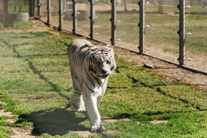 Alpine: Lions Tigers & Bears Animal Sanctuary Guided Visit - Become a "Member-for-a-Day" and Support Rescue Efforts