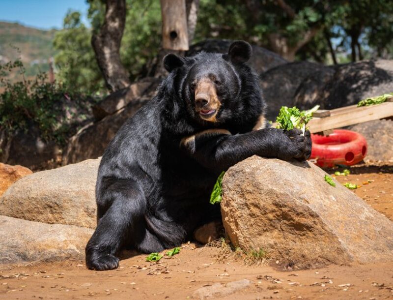 Alpine: Lions Tigers & Bears Sanctuary Visit and Feeding - The Value of Supporting Animal Rescue