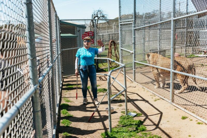 Alpine: Lions Tigers & Bears Sanctuary Visit and Feeding - The Sum Up: A Respectful and Educational Exotic Animal Experience