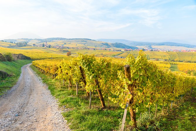 Alsace Half Day Wine Tour from Colmar - Transportation and Comfort