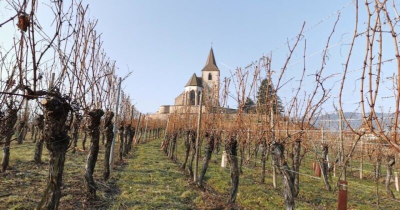 Alsace: Half-Day Wine Tour from Colmar - Visiting a Local Winemaker’s Cellar for Tasting