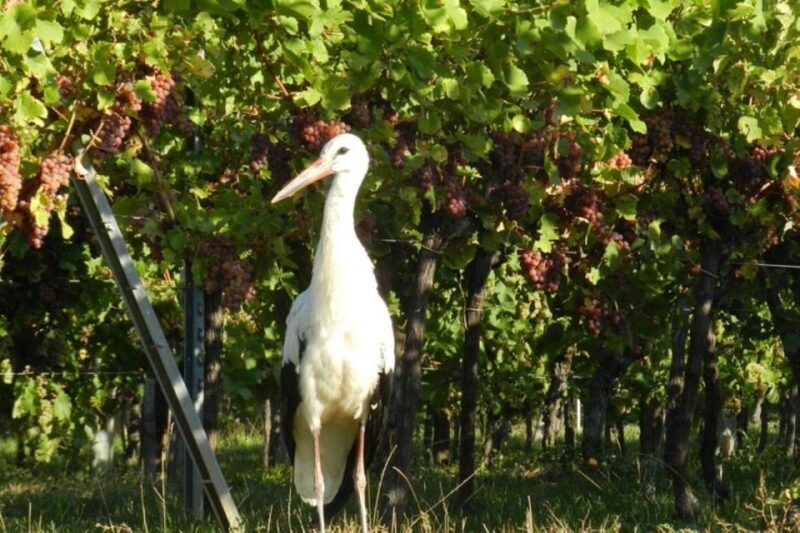 Alsace: Half-Day Wine Tour from Colmar - The Role of the Interactive Guide Driver