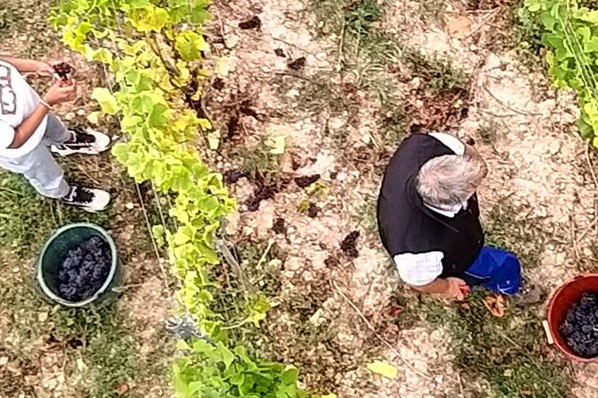 Alsace wine tour and medieval villages. Small group guided tour - Logistics, Timing, and Pacing