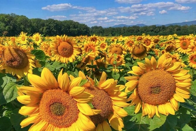 Alsace wine tour and medieval villages. Small group guided tour - What the Tour Includes and What to Bring