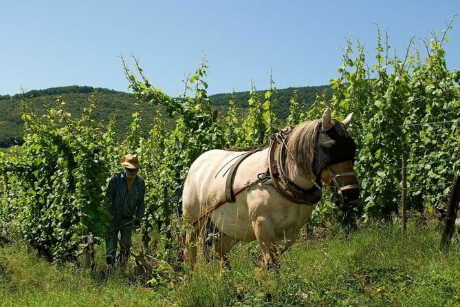 Alsace wine tour and medieval villages. Small group guided tour - Why This Tour Continues to Receive Top Ratings