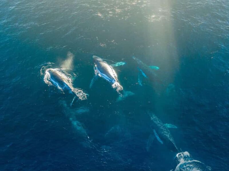 Alta: 3.5 Hour Fjord & Whale Watching Cruise - Alta: 3.5 Hour Fjord & Whale Watching Cruise – An Arctic Marine Adventure