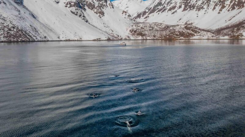 Alta: Altafjord Whale Watching in a Heated Boat - The Route and Departure from Alta Harbor