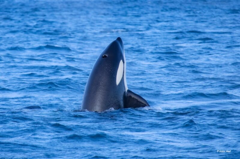 Alta: Altafjord Whale Watching in a Heated Boat - Practical Details: Meeting Point and What to Bring