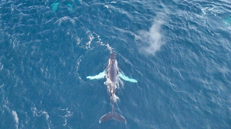 Alta: Altafjord Whale Watching in a Heated Boat - The Guides and Tour Experience