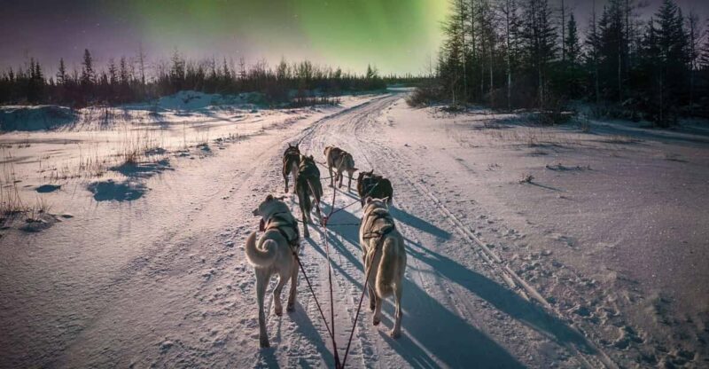 Alta: Dog Sledding Trip under the Northern Lights - Alta’s Dog Sledding Adventure with Huskies