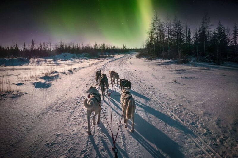 Alta: Dog Sledding Trip under the Northern Lights - Personal Huskies and Mushing Training