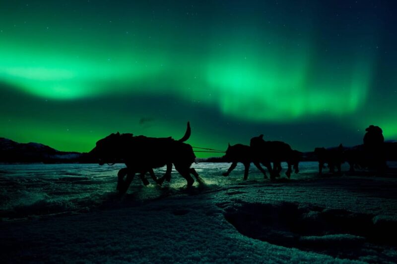 Alta: Dog Sledding Trip under the Northern Lights - Flexibility and Ease of Booking