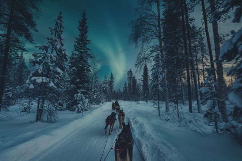 Alta: Dog Sledding Trip under the Northern Lights - Expert Guides and Support
