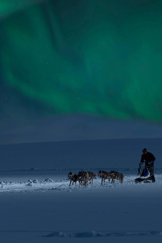 Alta: Dog Sledding Trip under the Northern Lights - Practical Considerations for Participants