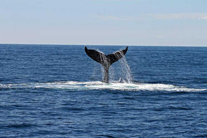 Alta Fjord: Private Whale Watching Tour - Departing from Fiskerihavna for a Marine Close-up