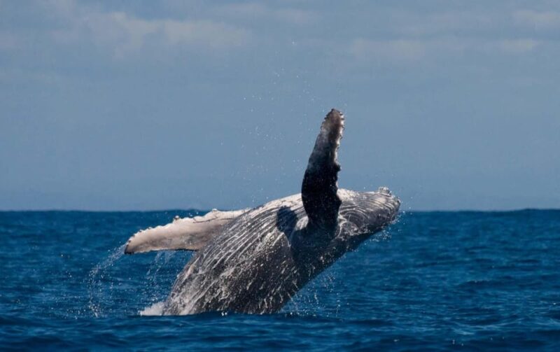 Alta Fjord: Private Whale Watching Tour - What Marine Life Can Be Seen in Alta Fjord?