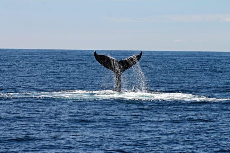Alta Fjord: Private Whale Watching Tour - Rescheduling and Weather Policy