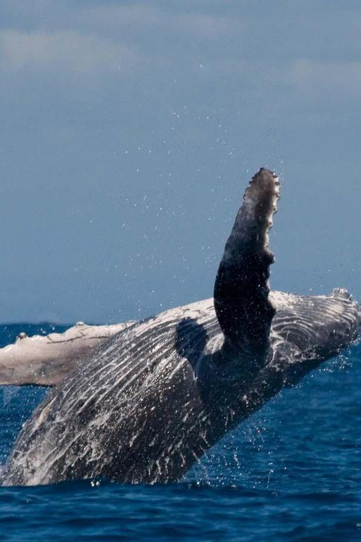 Alta Fjord: Private Whale Watching Tour - Who Should Consider This Tour?