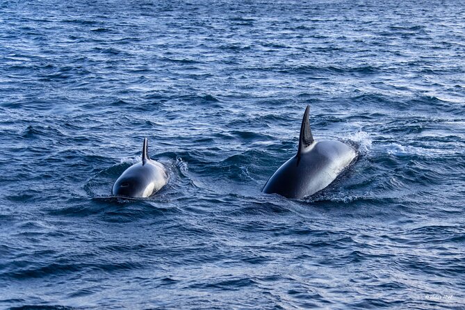 Alta Fjord Whale Watching on a Heated Boat - Guided Insights and Wildlife Spotting