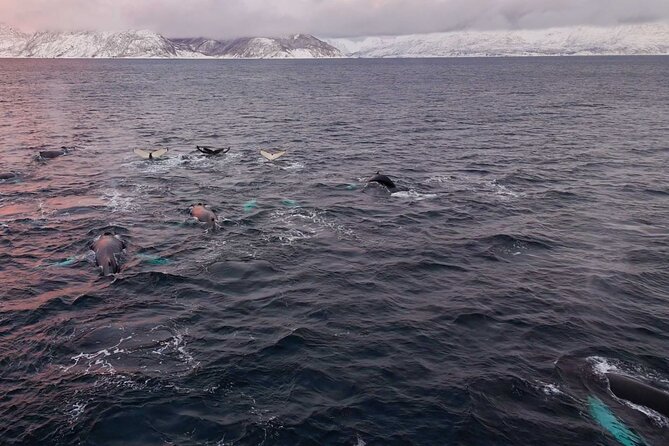 Alta Fjord Whale Watching on a Heated Boat - Why This Tour Stands Out