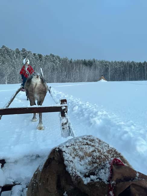 Alta: Reindeer Ride - Value and Overall Experience