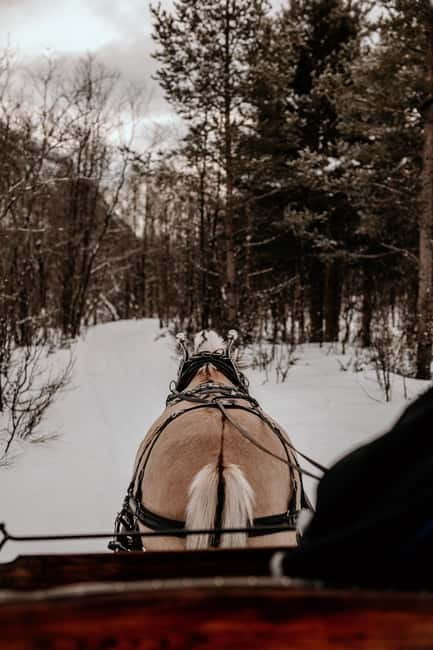 Alta: Sleigh Ride in the Arctic Countryside - The Cozy Wilderness Shelter and Hot Breaks