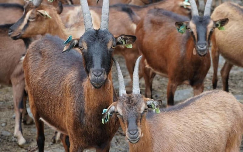 ALVÃO SHEPHERD'S HIKE - Key Points