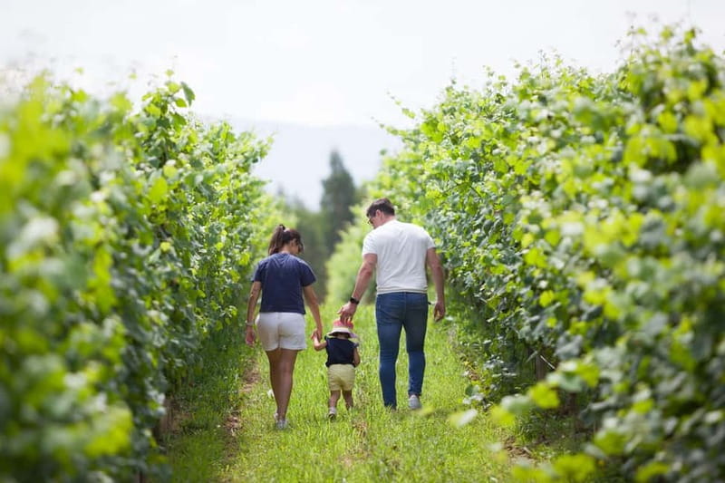 Alvarinho com Alma - Exploring the Vineyard and Terroir