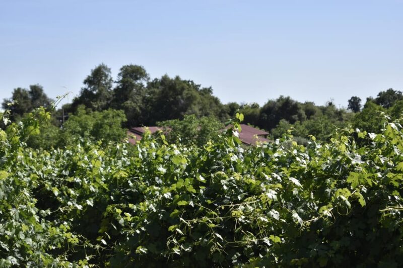 Amador County Wine Tasting Tour Private Tour 1 To 14 Group - Discover the Flexibility of the Amador County Wine Tasting Tour