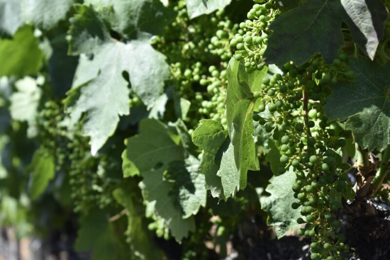 Amador County Wine Tasting Tour Private Tour 1 To 14 Group - What’s Included and What Costs Extra