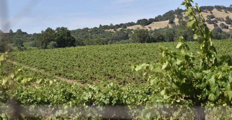 Amador County Wine Tasting Tour Private Tour 1 To 14 Group - Final Thoughts on the Amador County Private Wine Tour