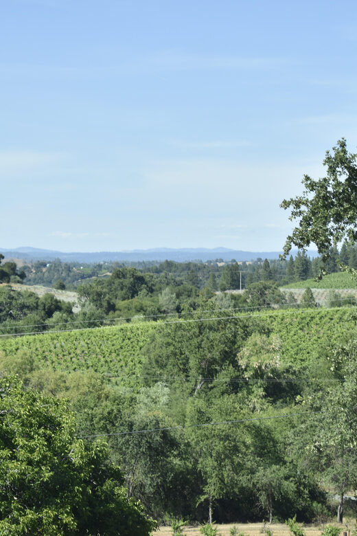 Amador County Wine Tasting Tour Private Tour 1 To 14 Group - Frequently Asked Questions