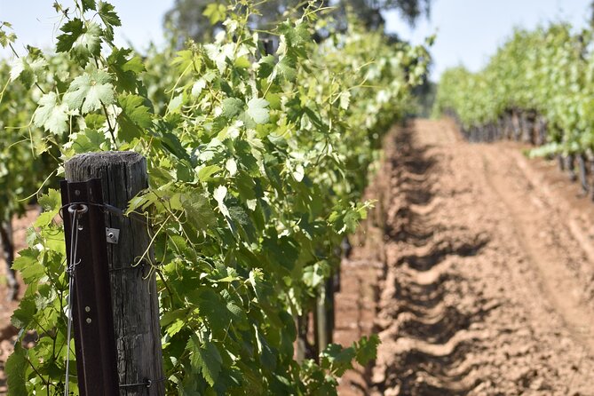 Amador County Wine Tasting Tours max 14 pax Private Wine Tours - Experience with Bk Best Wine Tasting Tours