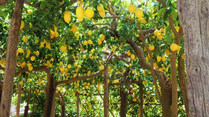 Amalfi Coast: Hike Along the Path of the Lemons - Key Points