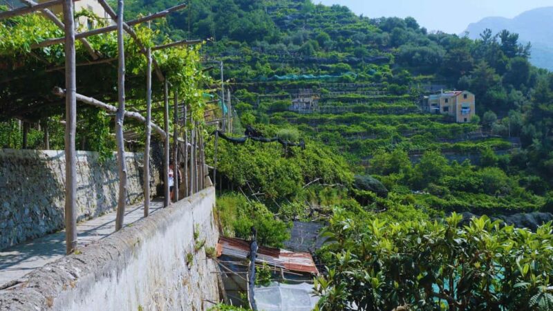 Amalfi Coast: Hike Along the Path of the Lemons - Lemon Grove Visit: Discovering a Family-Run Orchard