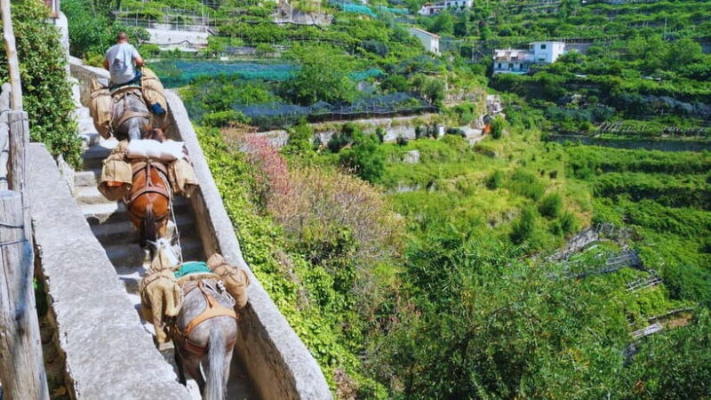 Amalfi Coast: Hike Along the Path of the Lemons - The Experience Provider: Esperi.it