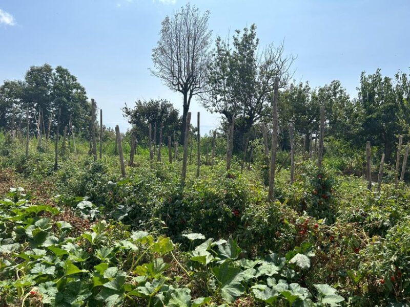 Amalfi Coast: Italian Dinner in Acampora's Farm - The Sum Up: An Authentic Farmhouse Dinner with a View