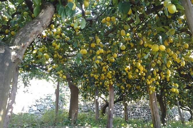 Amalfi Coast - Maiori: Path of Lemons Tour with Tasting - The Viewpoints: Panoramic Pictures and Photo Stops