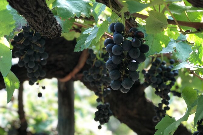 Amalfi coast private tour with Amalfi Ravello and Wine Tour from Positano - Visiting Ravello’s Panoramic Gardens and Villa Cimbrone