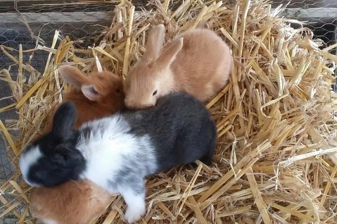 Amalfi Coast & Sorrento Cooking Class School at Farmhouse - Optional Transfer from Positano for Greater Convenience