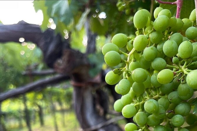 Amalfi Coast vintage tour with cheese and wine tastings - Wine Tasting at Cantina Tagliafierro